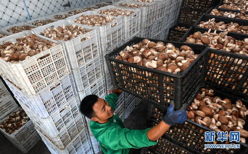 訂單農業助農增收，陜西留壩商貿新篇章